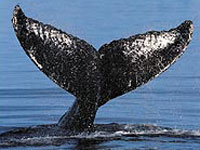 whale watching oregon coast
