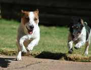 Dogs running in a doggie race